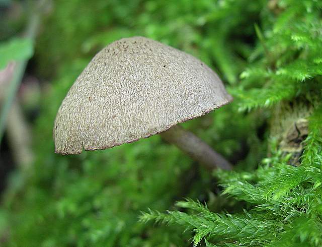 Psathyrella hirtosquamulosa   (Peck)   A. H. Smith